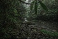 Riverbed with rainfall in the middle of the green vegetation of the tropical jungle of Costa Rica