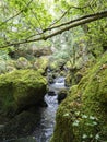 Riverbed sank into moss in a fairy forest and fern.