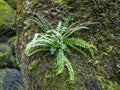 Riverbed sank into moss in a fairy forest and fern.