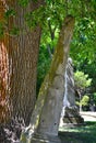 Riverdale cemetery, old leaning tomb stones in filtered light.