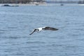 Rivergull soars high in the blue sky. Seagull fly.