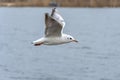 Rivergull soars high in the blue sky. Seagull fly.