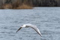 Rivergull soars high in the blue sky. Seagull fly.