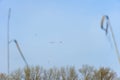 Rivergull soars high in the blue sky. Seagull fly wings spread wide on the wind.