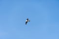 Rivergull soars high in the blue sky. Seagull fly wings spread wide on the wind. Royalty Free Stock Photo