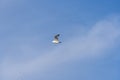 Rivergull soars high in the blue sky. Seagull fly wings spread wide on the wind.