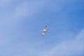 Rivergull soars high in the blue sky. Seagull fly wings spread wide on the wind. Royalty Free Stock Photo