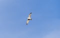 Rivergull soars high in the blue sky. Seagull fly wings spread wide on the wind. Royalty Free Stock Photo