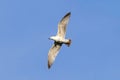 Rivergull soars high in the blue sky. Seagull fly wings spread wide on the wind. Royalty Free Stock Photo