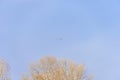 Rivergull soars high in the blue sky. Seagull fly wings spread wide on the wind. Royalty Free Stock Photo