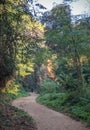 Riverine forest with dry creek pathway