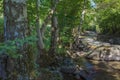 Riverine forest at Valira d'Orient river near Ordino