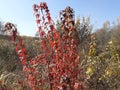 Red leaves of riverine maple on the background of autumn forest and blue sky. Royalty Free Stock Photo