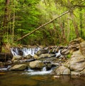 Riverine tree at Sant Marsal creek cascades Royalty Free Stock Photo