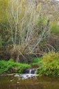 Riverine vegetation at Tenes river