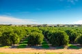 Riverland citrus orchard on a day Royalty Free Stock Photo