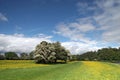 Riverside Buttercups