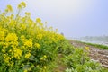 Riverside footpath between flowering field and ribbings in Royalty Free Stock Photo