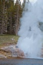 Riverside Geyser eruption in Yellowstone National Park, USA Royalty Free Stock Photo