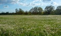 Riverside meadow covered in a mass of dandelion clocks