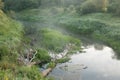 Riverside Oasis: Flourishing Flora Along Wild River Banks Royalty Free Stock Photo