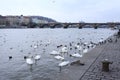 Riverside in Prague. Birds. Swans and ducks.