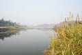 Riverside reeds in sunny foggy winter