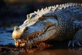 Riverside sentinel Nile crocodile, Crocodylus niloticus, commands attention on riverbank