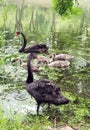 A family of wild black swans by the river in the suburbs..