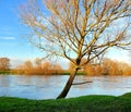 Riverside tree in flood