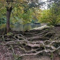 Riverside tree roots