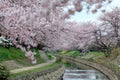 Riverside walkways under beautiful archways of pink cherry blossom trees Sakura Namiki along the river bank Royalty Free Stock Photo