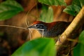 Riverside wren, Cantorchilus semibadius, bird with nesting material. Wren, detail portrait with grass in the bill. Bird in the Royalty Free Stock Photo