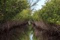 Riverway through mangrove trees in the swamp of the everglades Royalty Free Stock Photo