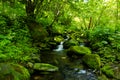 Riverway Overgrow With Green Paint in Mountain Royalty Free Stock Photo
