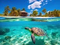 Riviera Maya turtles photomount on Caribbean Royalty Free Stock Photo