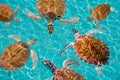 Riviera Maya turtles photomount on Caribbean Royalty Free Stock Photo