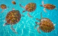 Riviera Maya turtles photomount on Caribbean Royalty Free Stock Photo