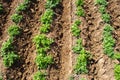 Riviera variety potato bushes plantation on a farm agro cultural field. Agriculture, growing food vegetables. Cultivation and care Royalty Free Stock Photo