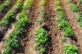 Riviera variety potato bushes plantation on a farm agro cultural field. Cultivation and care, harvesting in late spring. Royalty Free Stock Photo