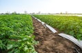 Riviera variety potato bushes on plantation field. Growing food vegetables. Olericulture. Agriculture farming on open ground.