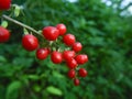 Rivina humilis also known as pigeonberry, rougeplant, baby peppers, bloodberry, coralito Royalty Free Stock Photo