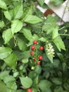 Rivina humilis or Bloodberry.