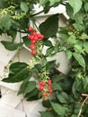 Rivina humilis or Bloodberry. Royalty Free Stock Photo