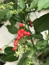 Rivina humilis or Bloodberry.