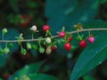 rivina humilis or bloodberry on saturday morning Royalty Free Stock Photo