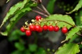 Rivina humilis or bloodberry is a species of flowering plant in the family Petiveriaceae Royalty Free Stock Photo