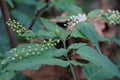 Rivina humilis (pigeonberry, rouge plant, baby peppers, bloodberry, coralito, Getih-getihan) Royalty Free Stock Photo