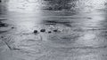 Ãâriving car on flooded road during flood caused by torrential rains. Cars float on water, flooding streets. Splash on car.