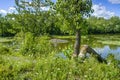 Des milles Iles river scene of a beaver dam on Locas island in Ste-Rose Laval